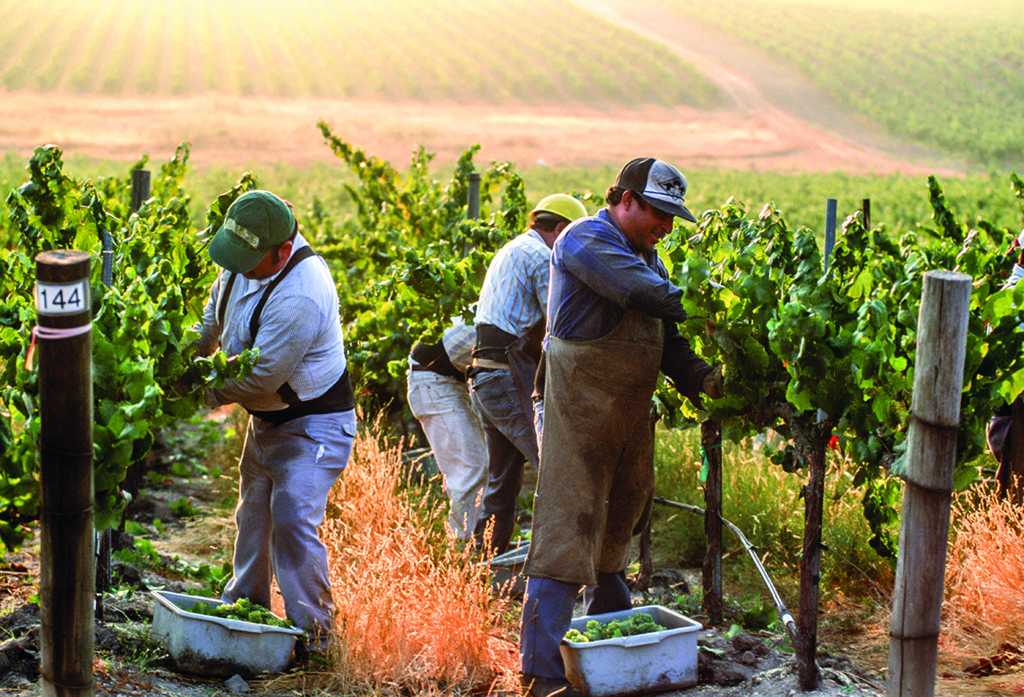 Chardonnay harvest in Los Carneros, Domaine Carneros