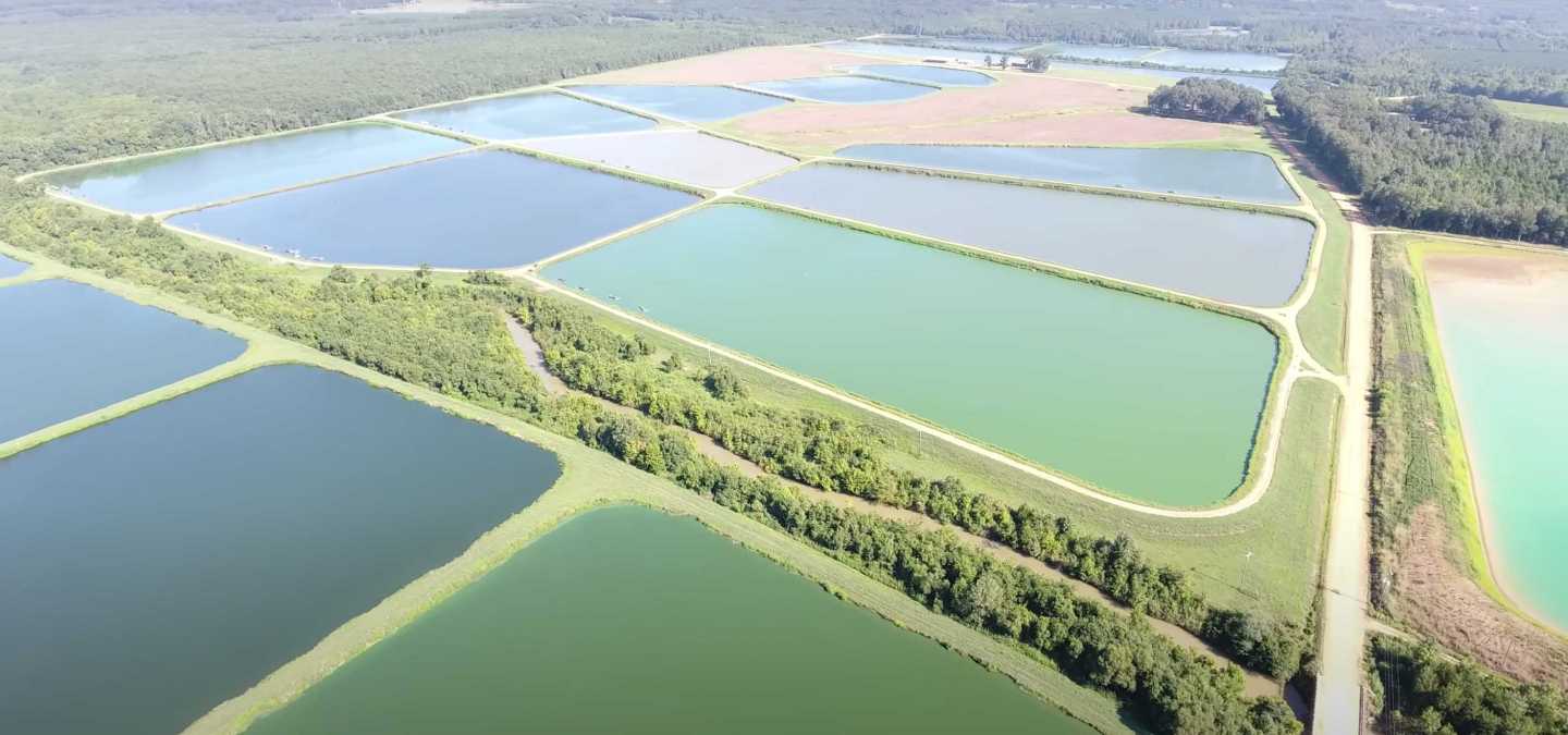 Catfish Farming in the Deep South Family Owned & Environmentally