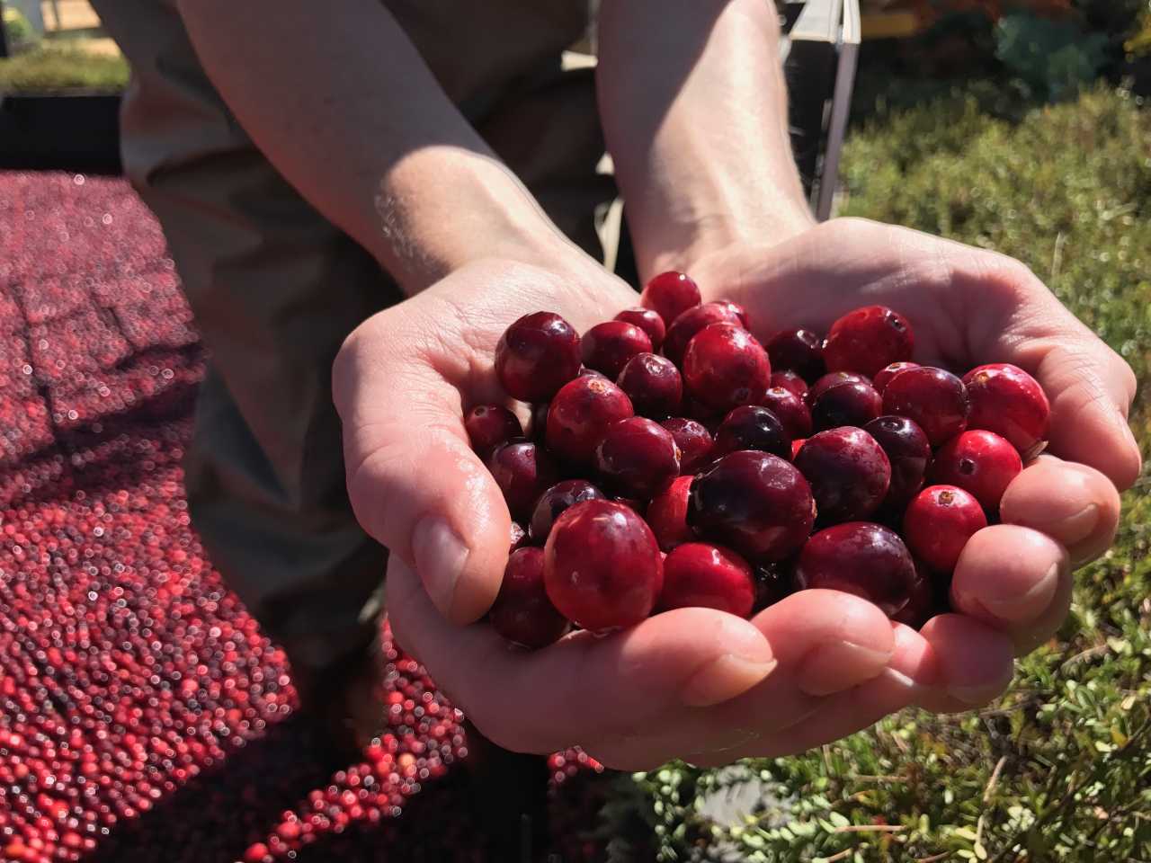 How are Cranberries grown and harvested? DelicioUS!