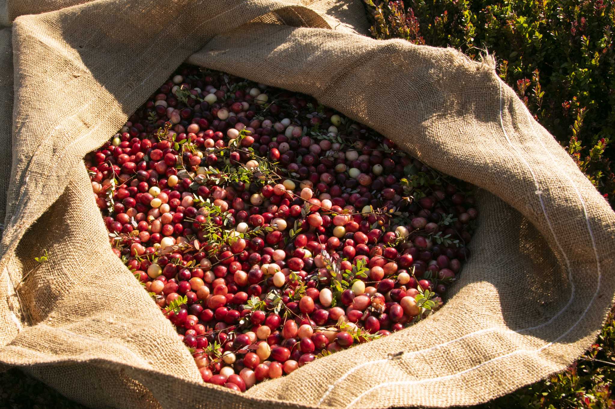 How are Cranberries grown and harvested? DelicioUS!