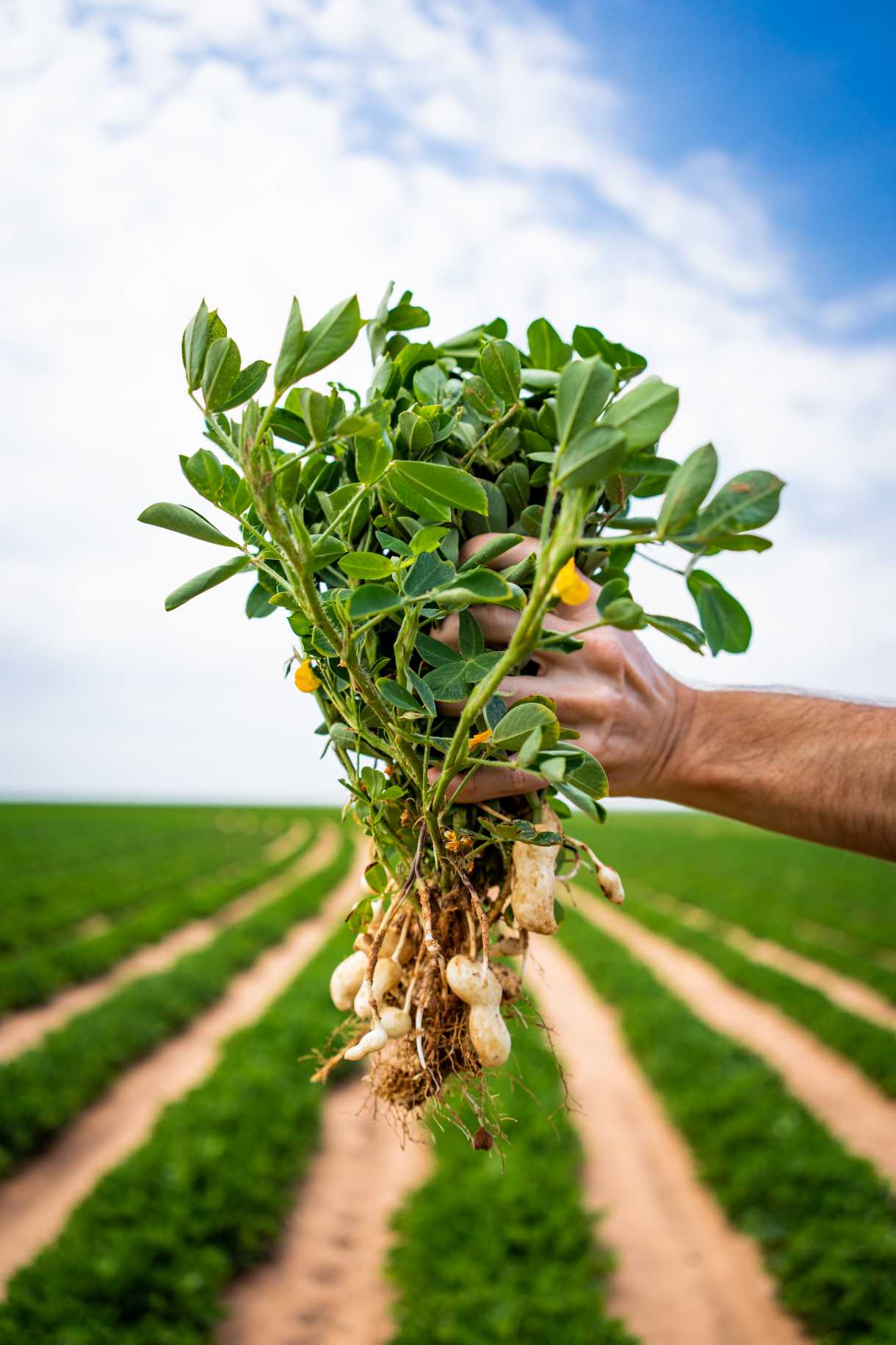Texas Peanuts The Sustainable Superfood from the States DelicioUS!