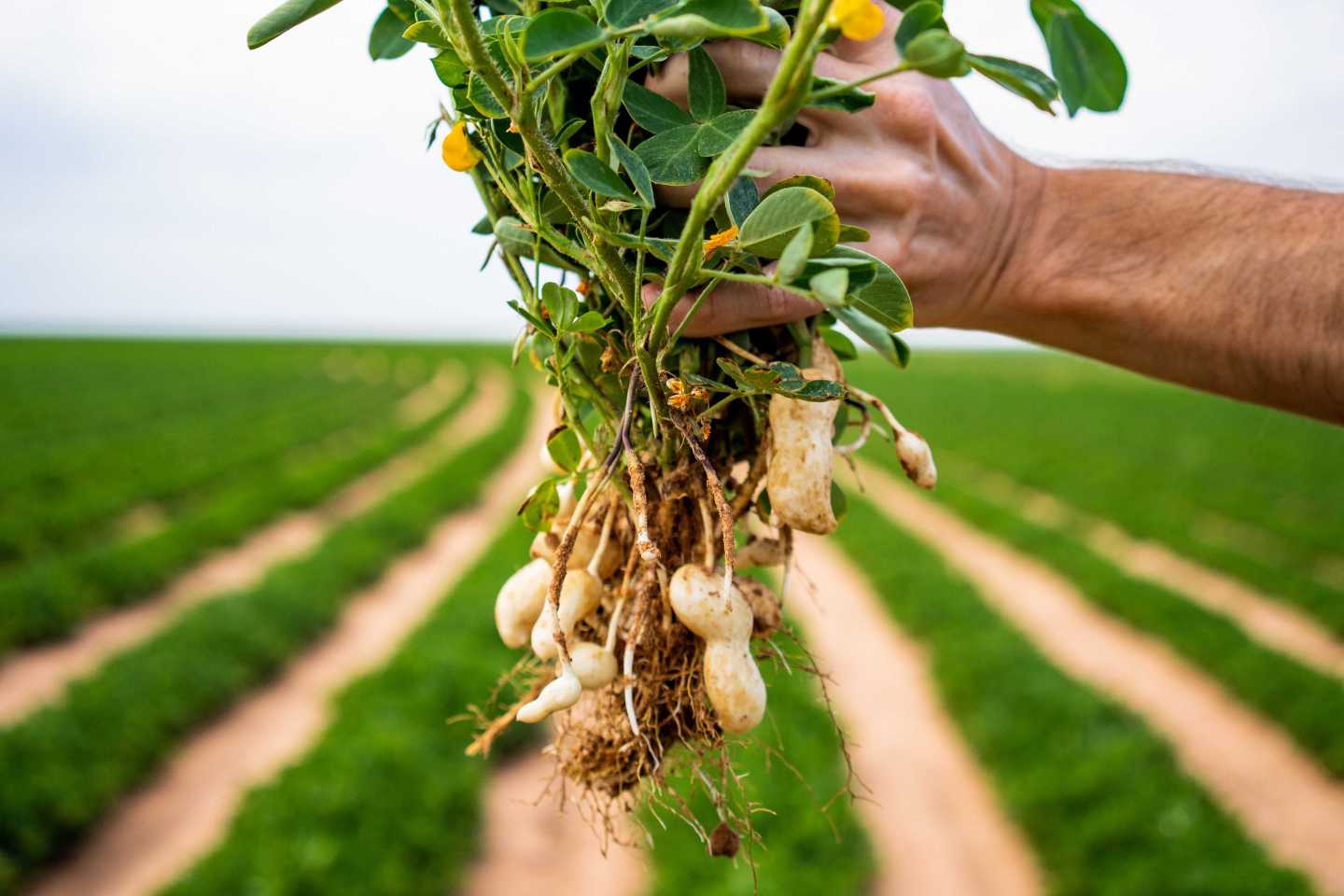 Texas Peanuts The Sustainable Superfood from the States DelicioUS!