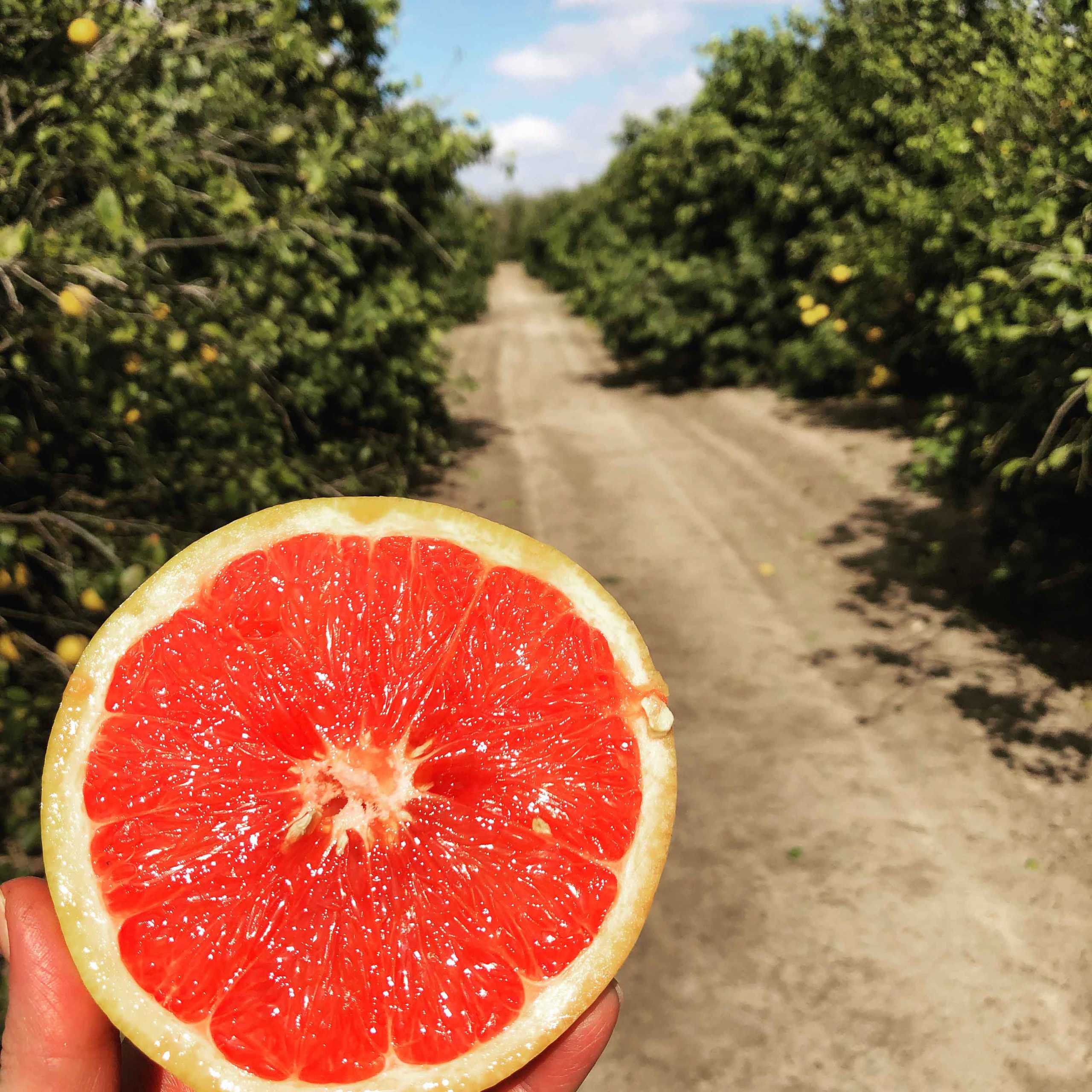 Texas Rio Red Grapefruits A more vibrant colored and sweeter tasting