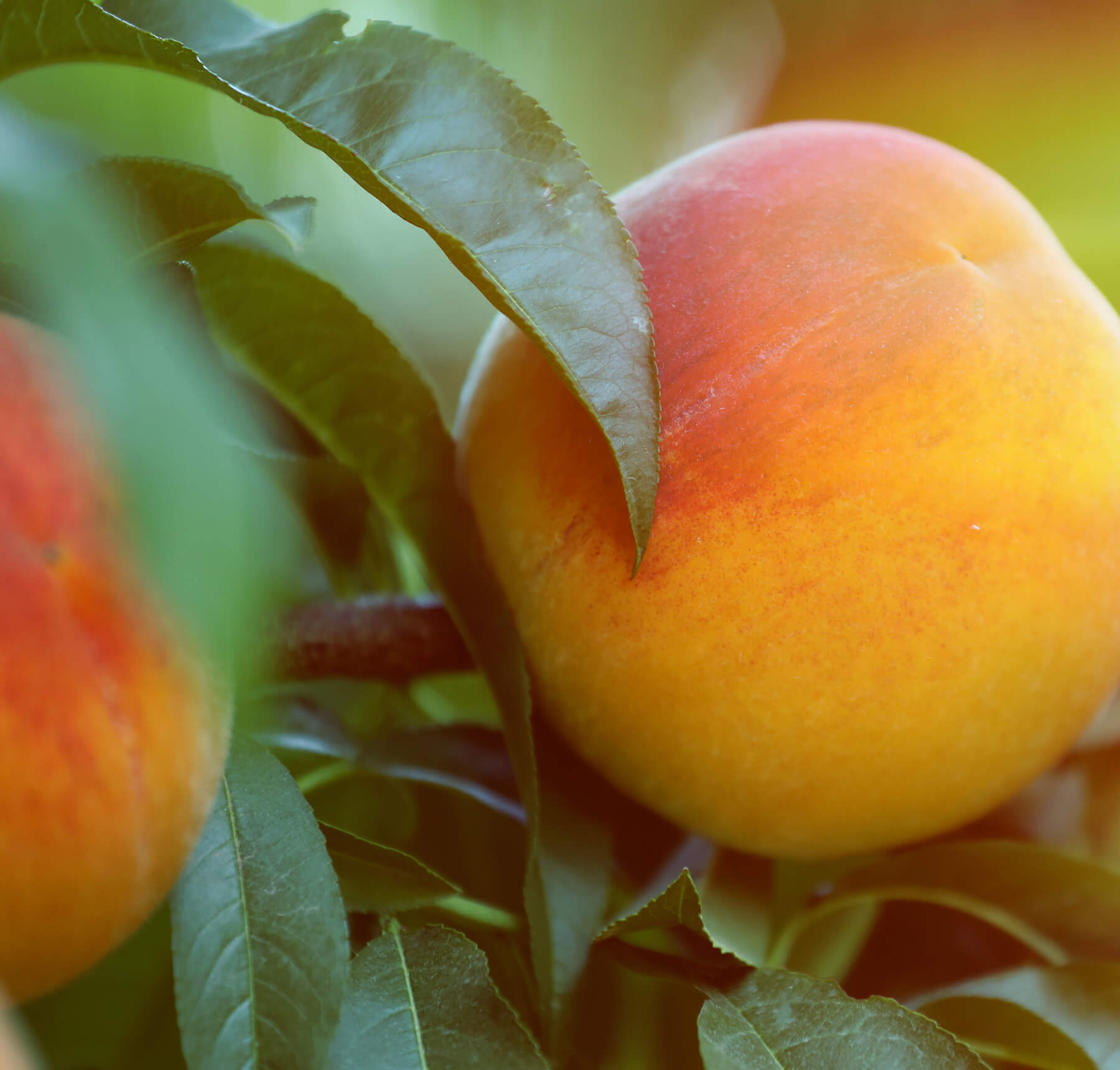 A Taste of Sunshine California Cling Peaches DelicioUS!
